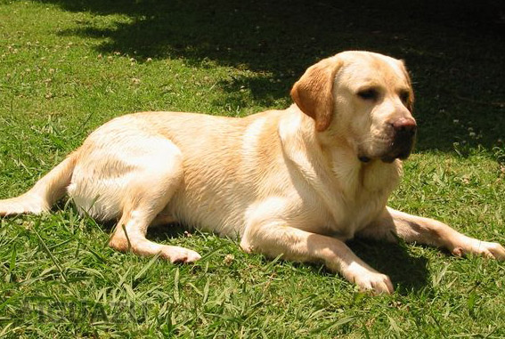 Pensione per cani Iguazu a Montecorvino Rovella (salerno)